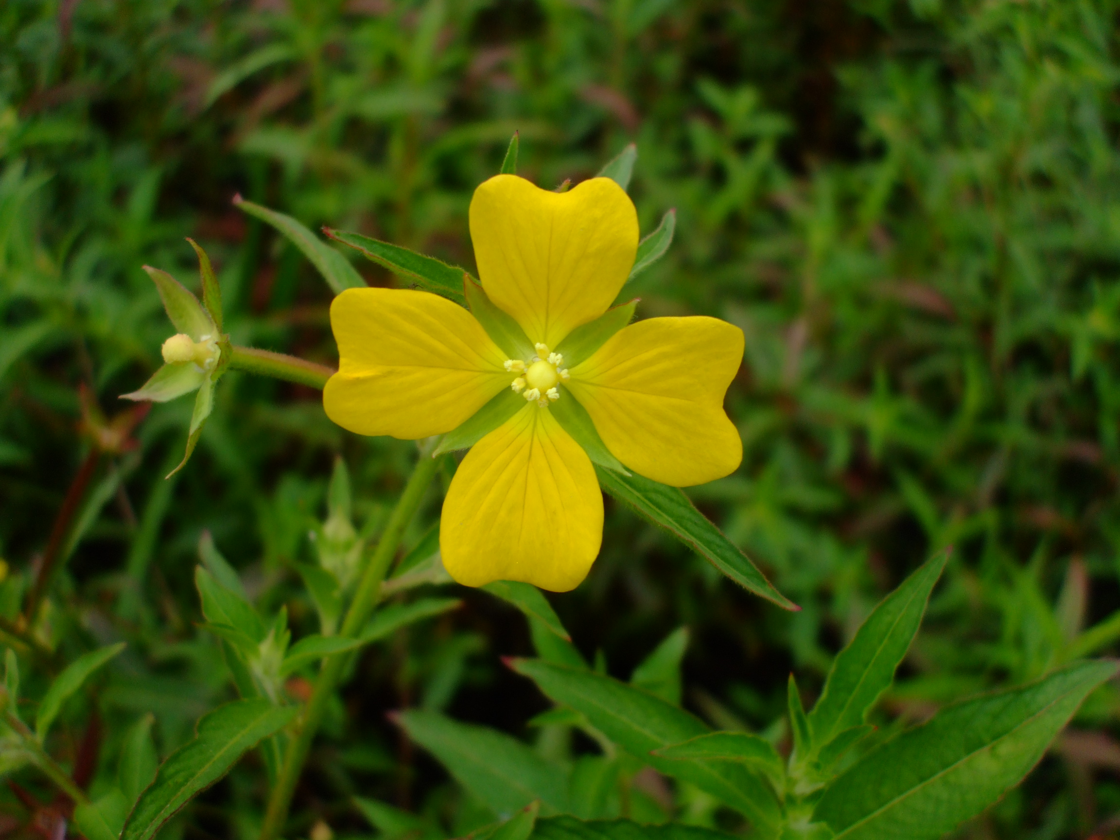 Ludwigia octovalvis